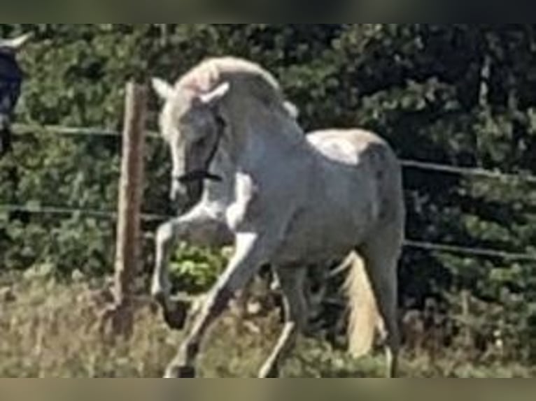 Holstein Castrone 18 Anni 166 cm Grigio in Hechingen