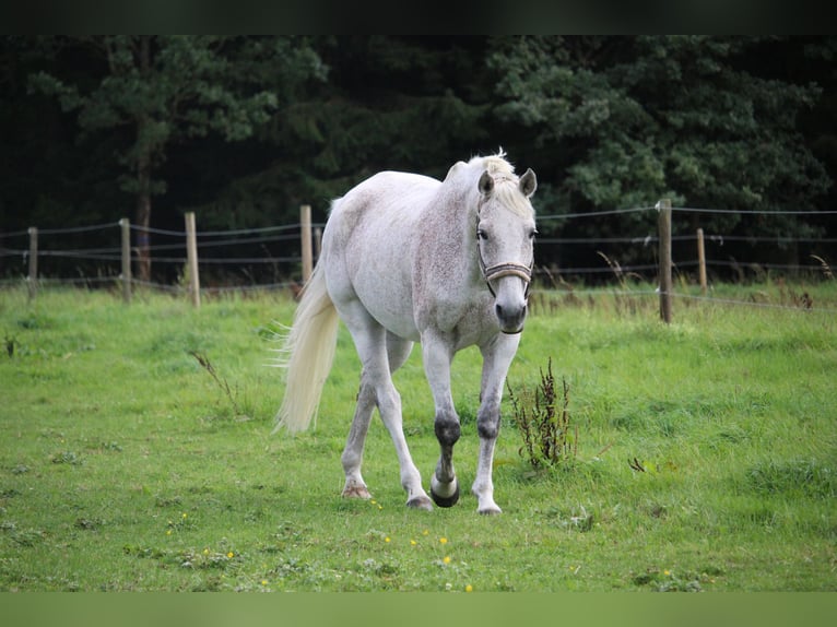 Holstein Castrone 18 Anni 170 cm Grigio trotinato in Rottweil