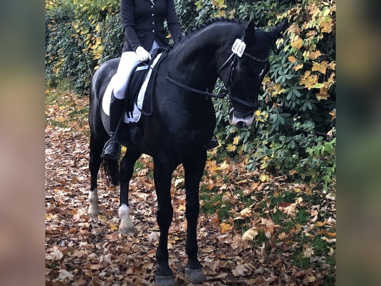 Holstein Castrone 18 Anni 175 cm Baio nero in Melle