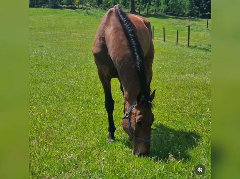 Holstein Castrone 18 Anni 185 cm Baio in Aichach