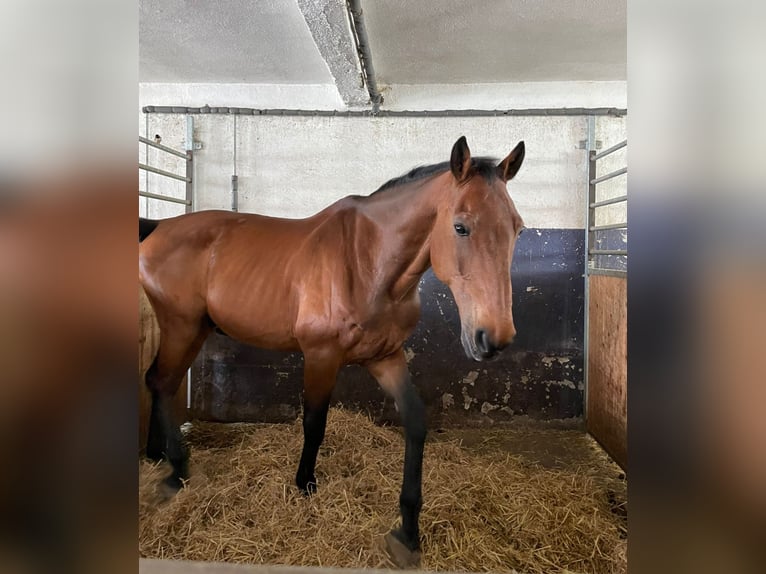 Holstein Castrone 18 Anni 185 cm Baio in Aichach