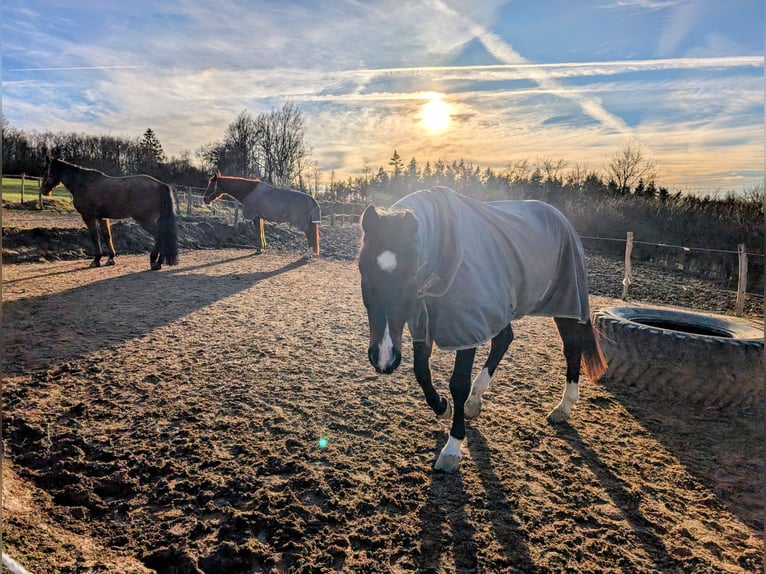 Holstein Mix Castrone 19 Anni 172 cm Baio in Meinerzhagen