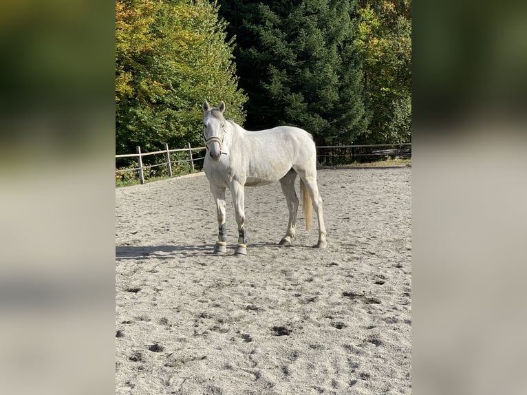 Holstein Castrone 19 Anni 175 cm Grigio in Bruck an der Großglocknerstraße