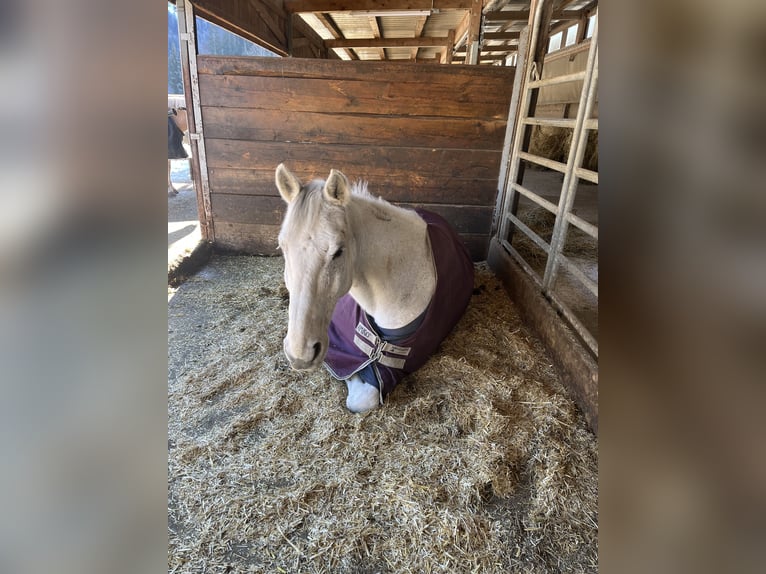 Holstein Castrone 19 Anni 175 cm Grigio in Bruck an der Großglocknerstraße