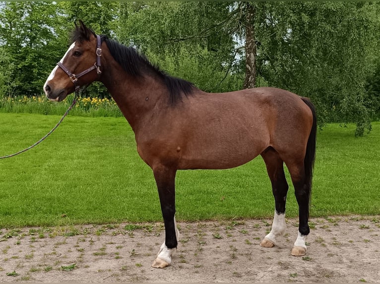 Holstein Castrone 21 Anni 173 cm Baio in Detmold