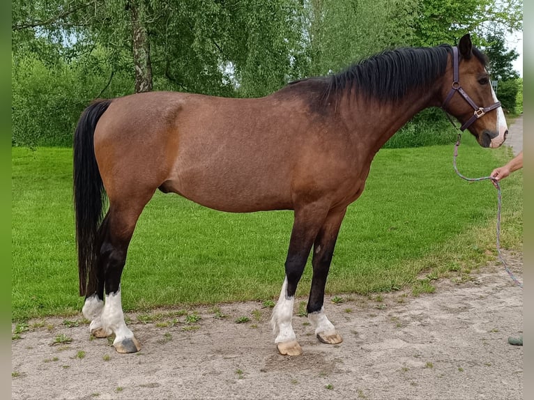 Holstein Castrone 21 Anni 173 cm Baio in Detmold