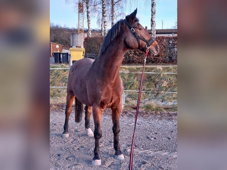 Holstein Castrone 21 Anni 174 cm Baio scuro in Grömbach