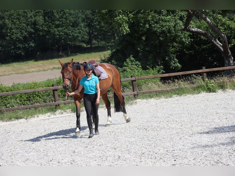 Holstein Castrone 24 Anni Baio in Egestorf