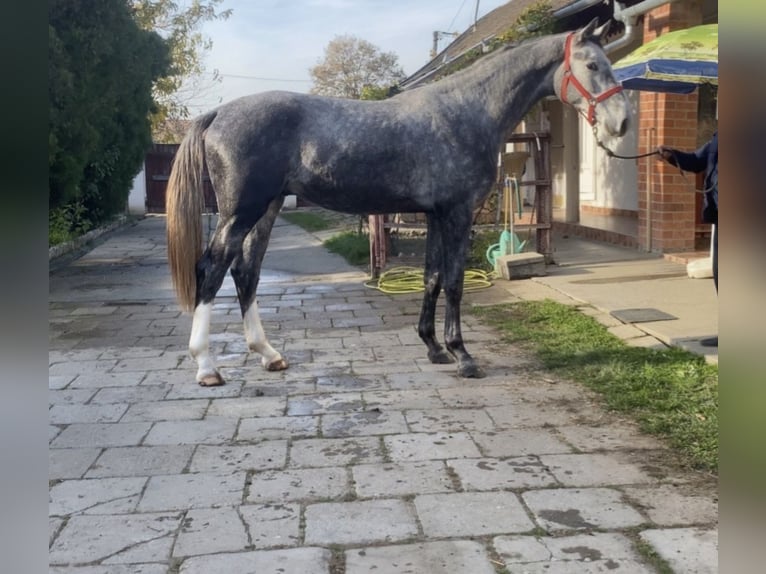 Holstein Castrone 2 Anni 170 cm Grigio in Békéscsaba