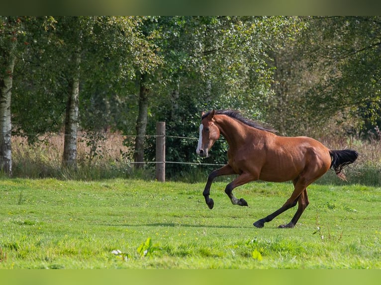 Holstein Castrone 2 Anni Baio in Horst