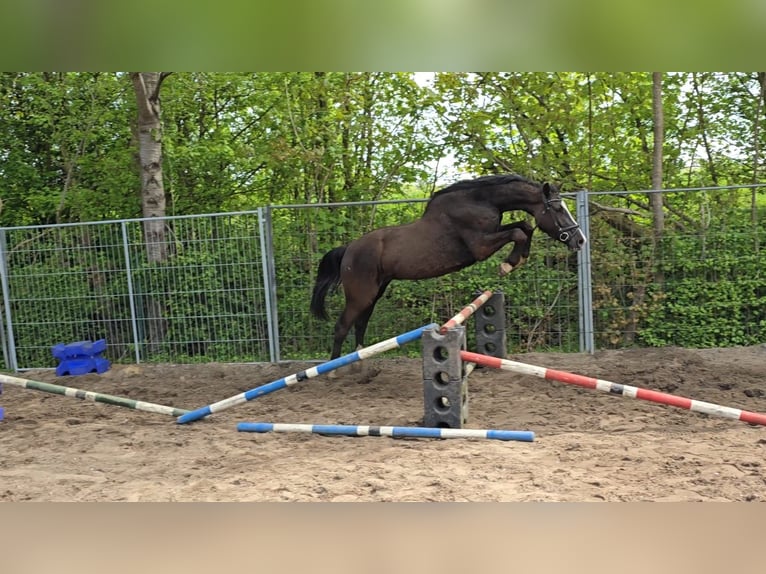 Holstein Castrone 3 Anni 160 cm Baio nero in Kr&#xFC;zen