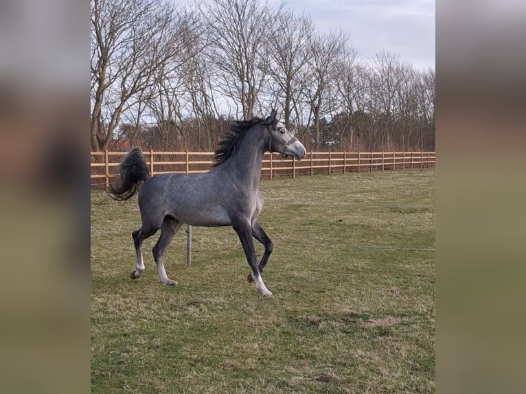 Holstein Castrone 3 Anni 163 cm Grigio in Alkersum