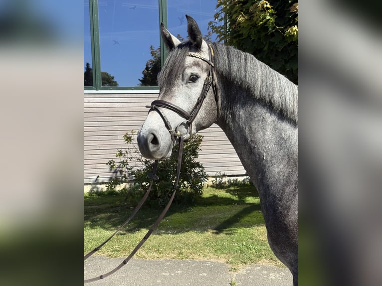 Holstein Castrone 3 Anni 164 cm Leardo in BokseeSchönhorst