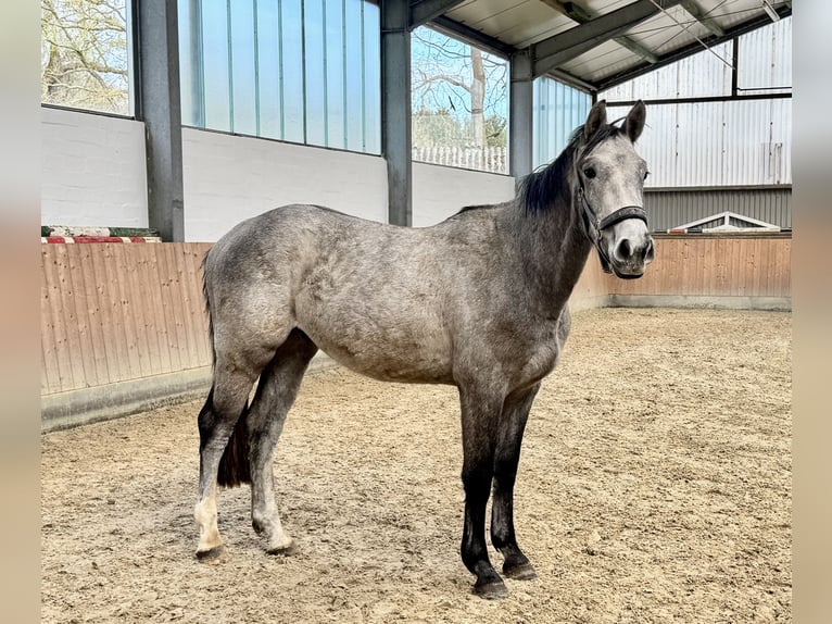Holstein Castrone 3 Anni 166 cm Grigio in Oersdorf