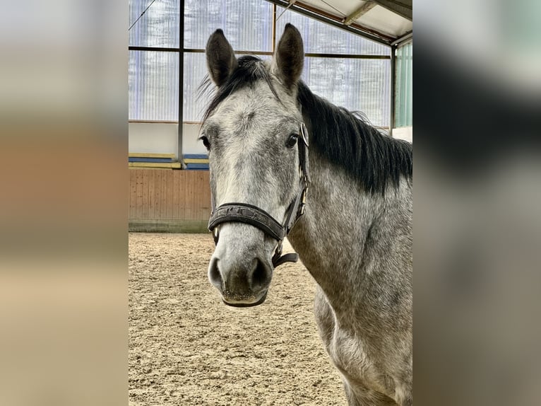 Holstein Castrone 3 Anni 166 cm Grigio in Oersdorf