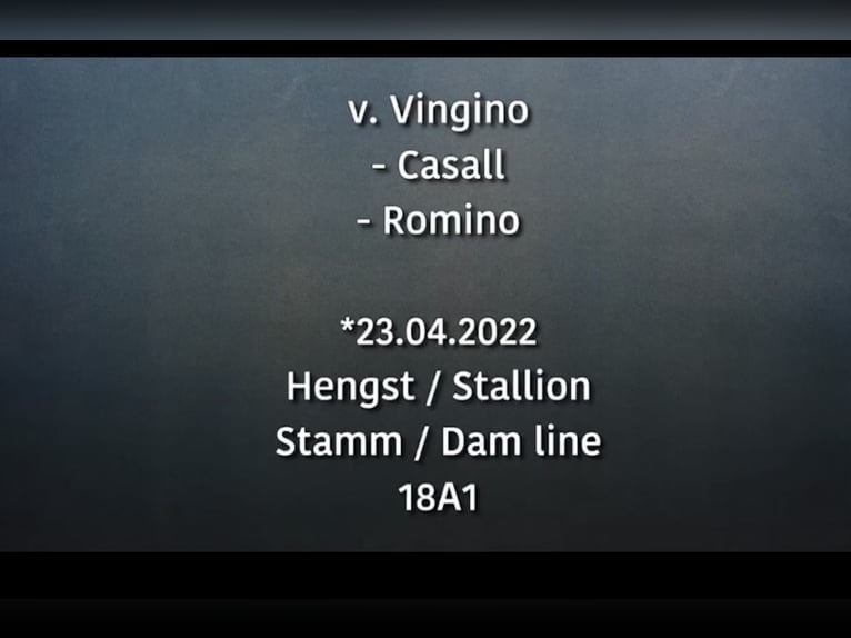 Holstein Castrone 3 Anni 168 cm Baio scuro in Postfeld