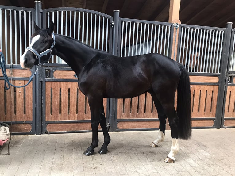 Holstein Castrone 3 Anni 168 cm Morello in Rigi ScheideggGoldau