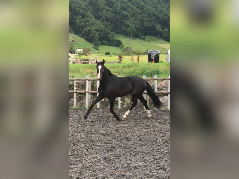 Holstein Castrone 3 Anni 168 cm Morello in Rigi ScheideggGoldau