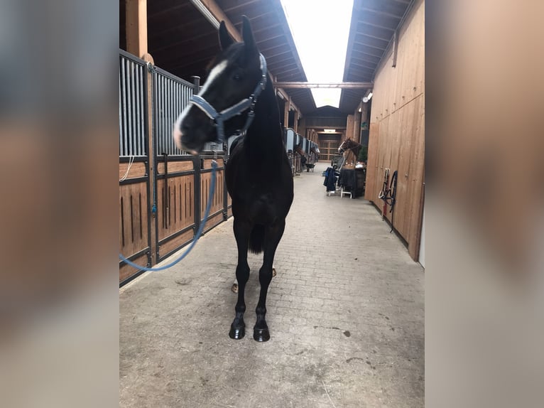 Holstein Castrone 3 Anni 168 cm Morello in Rigi ScheideggGoldau