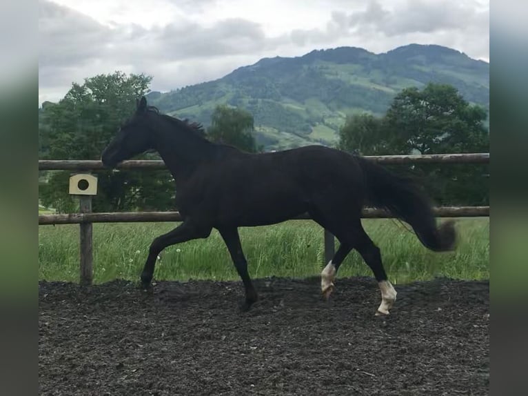 Holstein Castrone 3 Anni 168 cm Morello in Rigi ScheideggGoldau
