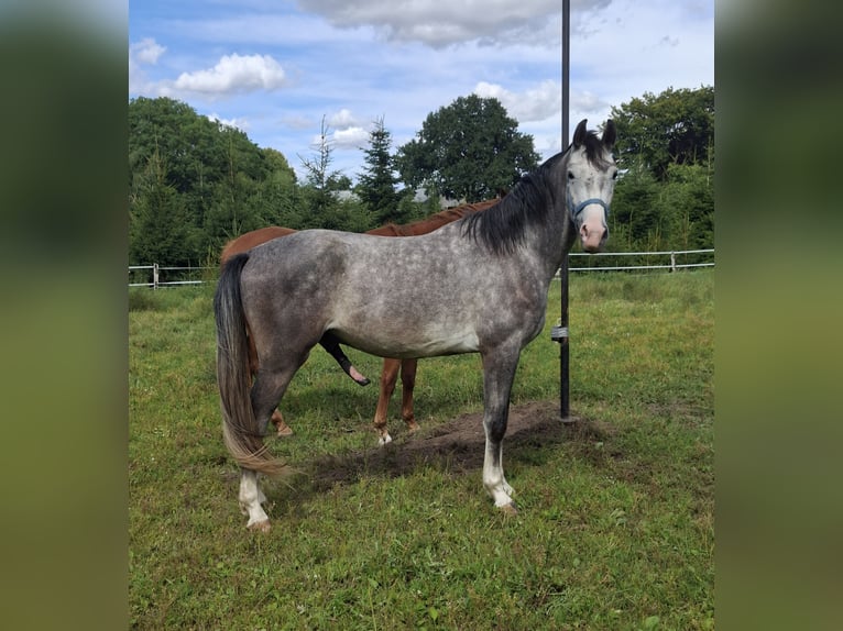 Holstein Castrone 3 Anni 173 cm Grigio in Goldenbek