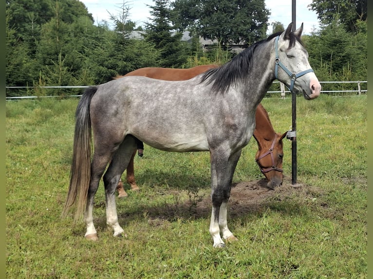 Holstein Castrone 3 Anni 173 cm Grigio in Goldenbek