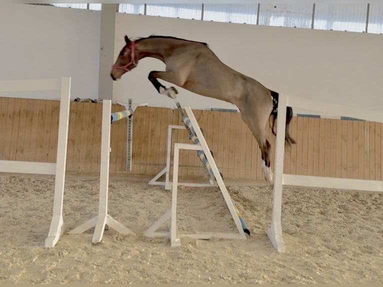 Holstein Castrone 3 Anni 174 cm Baio ciliegia in G&#x141;UBCZYN-ROGOWNICA