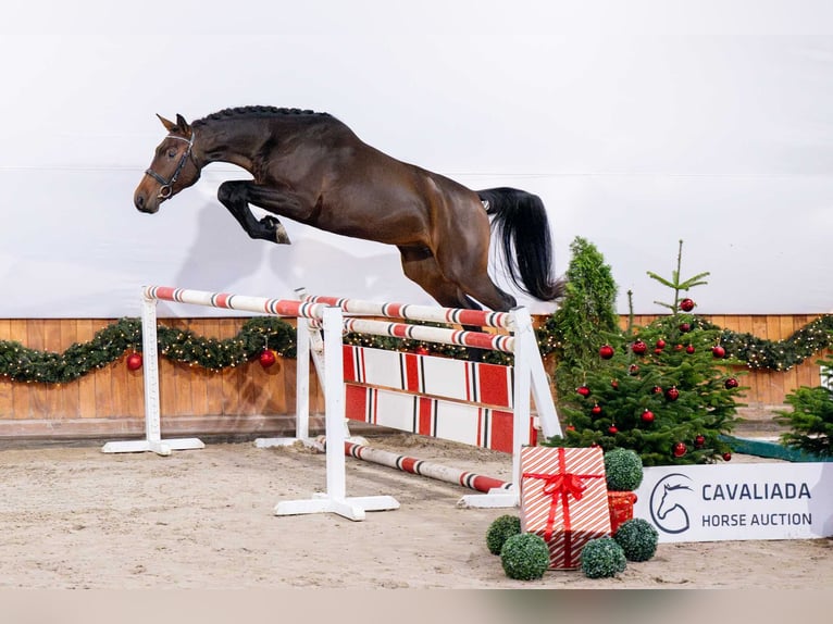 Holstein Castrone 3 Anni Baio in Pozna&#x144;