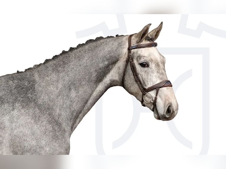 Holstein Castrone 3 Anni Grigio in Elmshorn