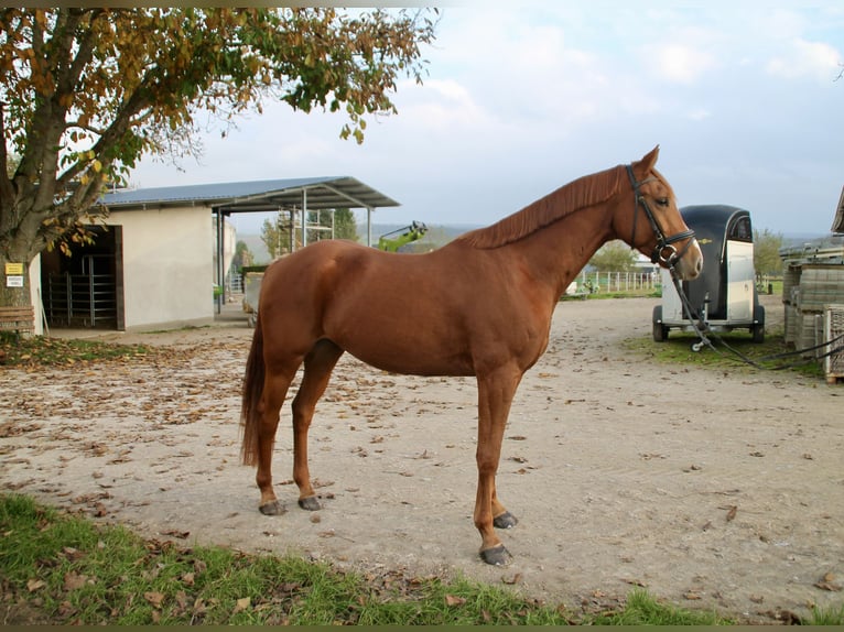 Holstein Castrone 4 Anni 160 cm Sauro in Hahnstätten