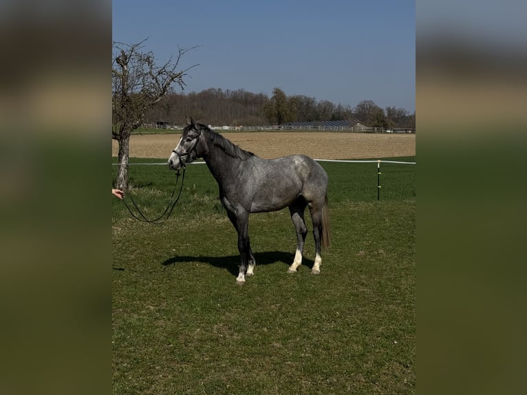 Holstein Castrone 4 Anni 161 cm Grigio in Volkertshausen