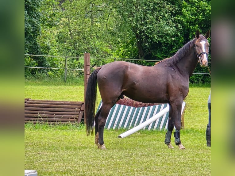 Holstein Castrone 4 Anni 162 cm Baio nero in Krüzen