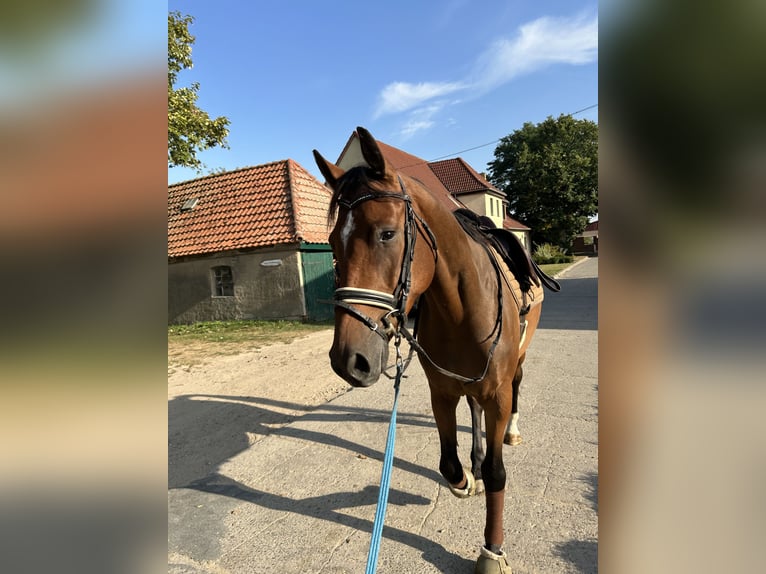 Holstein Castrone 4 Anni 163 cm Baio in Ganschow