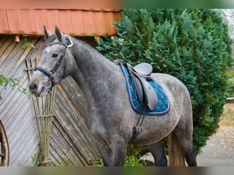 Holstein Castrone 4 Anni 163 cm Grigio in Tremsbüttel