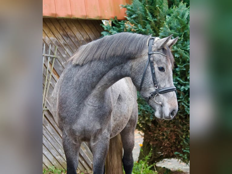 Holstein Castrone 4 Anni 163 cm Grigio in Tremsbüttel