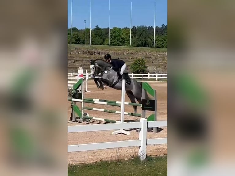 Holstein Castrone 4 Anni 165 cm Grigio in Bühlerzell