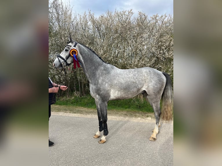 Holstein Castrone 4 Anni 165 cm Grigio in Bühlerzell