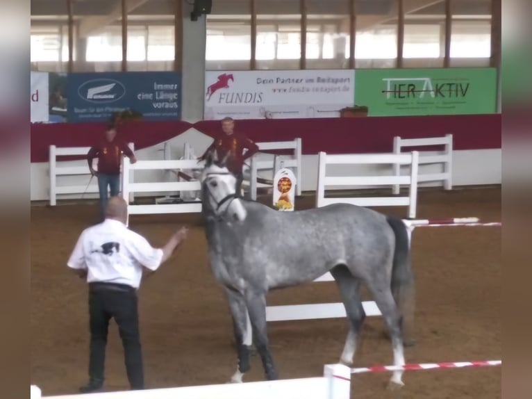 Holstein Castrone 4 Anni 165 cm Grigio in Bühlerzell