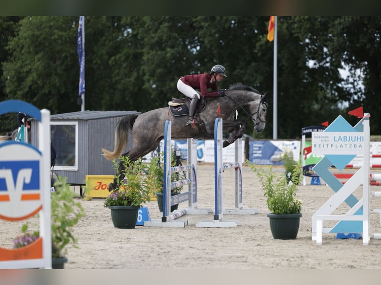 Holstein Castrone 4 Anni 165 cm Grigio in Preetz