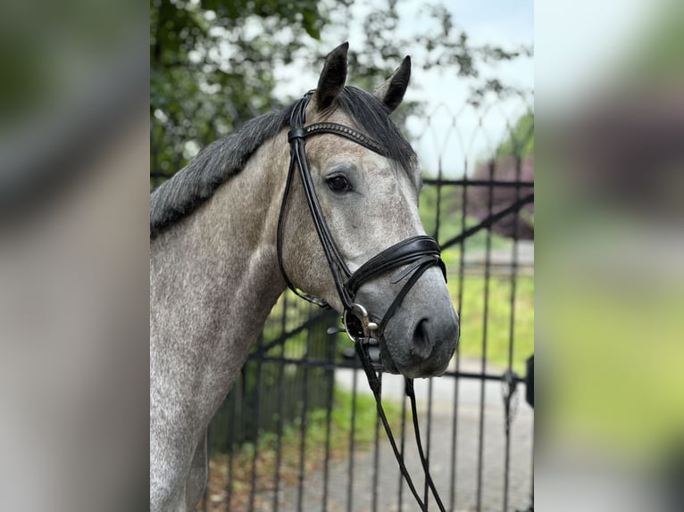 Holstein Castrone 4 Anni 167 cm Grigio pezzato in Heiligenstedten