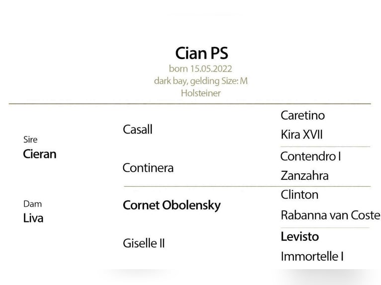 Holstein Castrone 4 Anni 168 cm Baio ciliegia in KRAJENKA