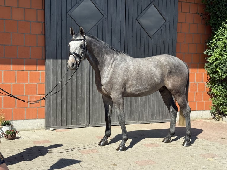 Holstein Castrone 4 Anni 168 cm Grigio in Simonsberg