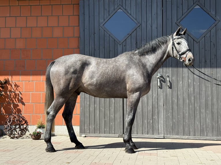 Holstein Castrone 4 Anni 168 cm Grigio in Simonsberg