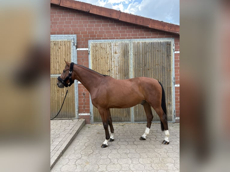Holstein Castrone 4 Anni 170 cm Baio in Isernhagen