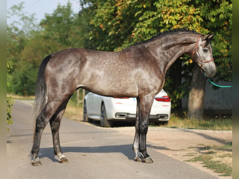 Holstein Castrone 4 Anni 170 cm Grigio in Budapest