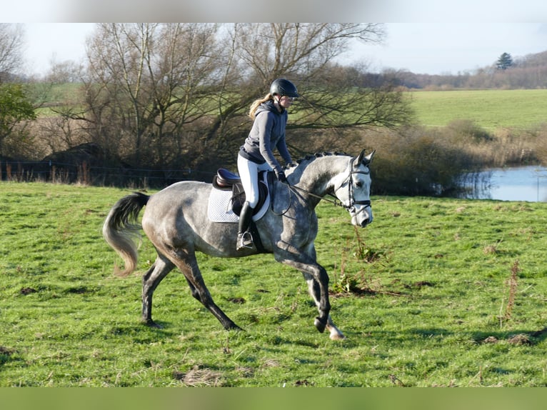 Holstein Castrone 4 Anni 170 cm Grigio in Ganschow