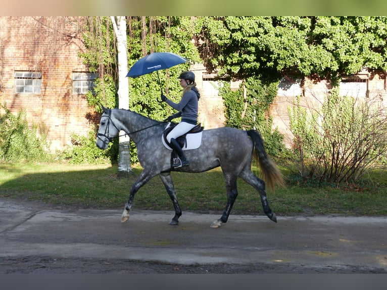 Holstein Castrone 4 Anni 170 cm Grigio in Ganschow