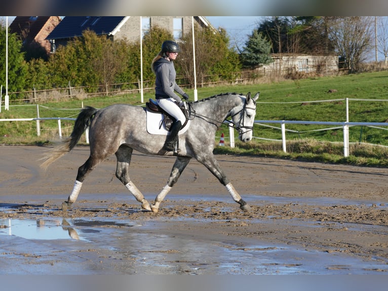 Holstein Castrone 4 Anni 170 cm Grigio in Ganschow