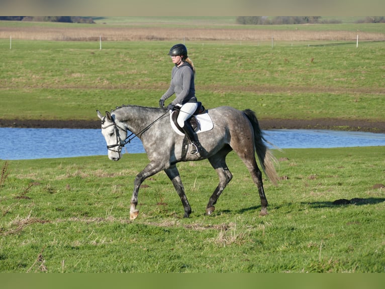 Holstein Castrone 4 Anni 170 cm Grigio in Ganschow