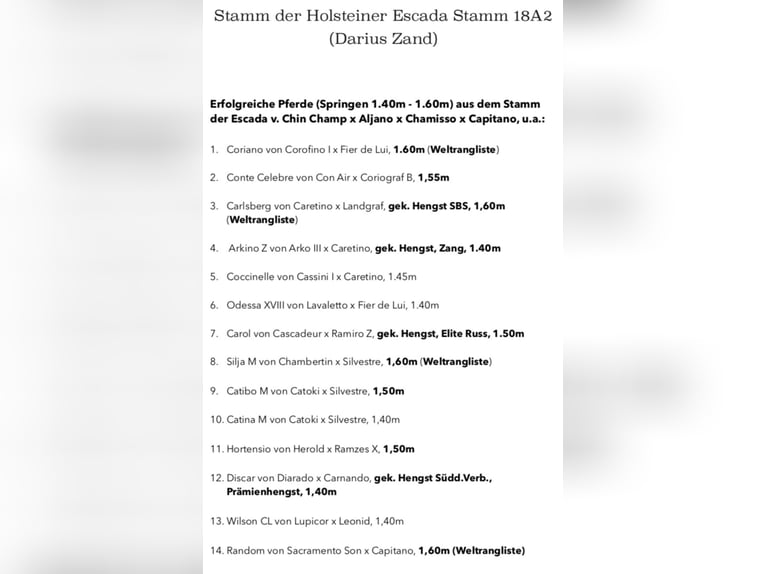 Holstein Castrone 4 Anni 170 cm Sauro in Celle